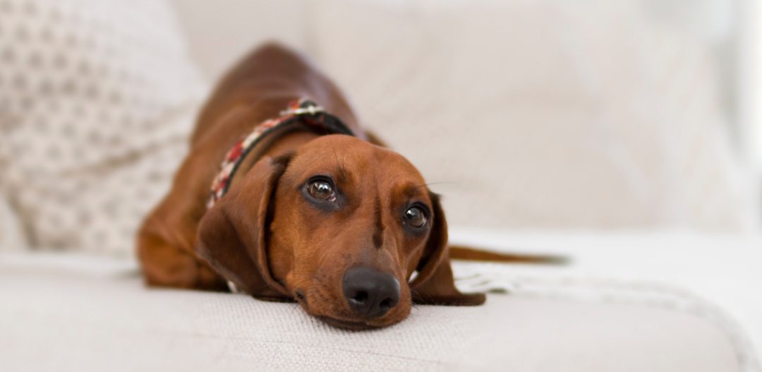 Adorable dog on a couch